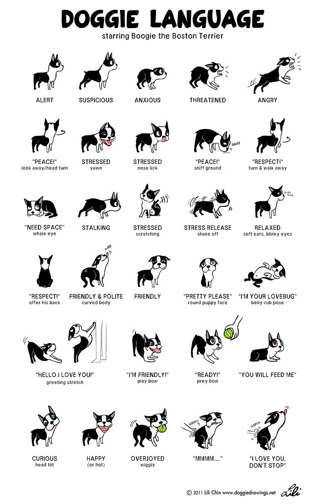 Dog Body Language