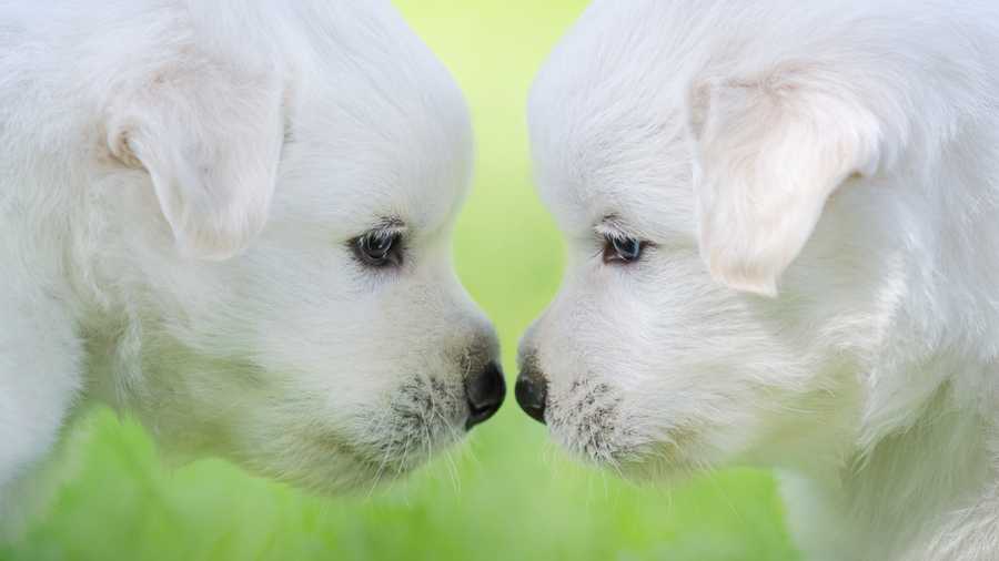 Two Puppies Or One?