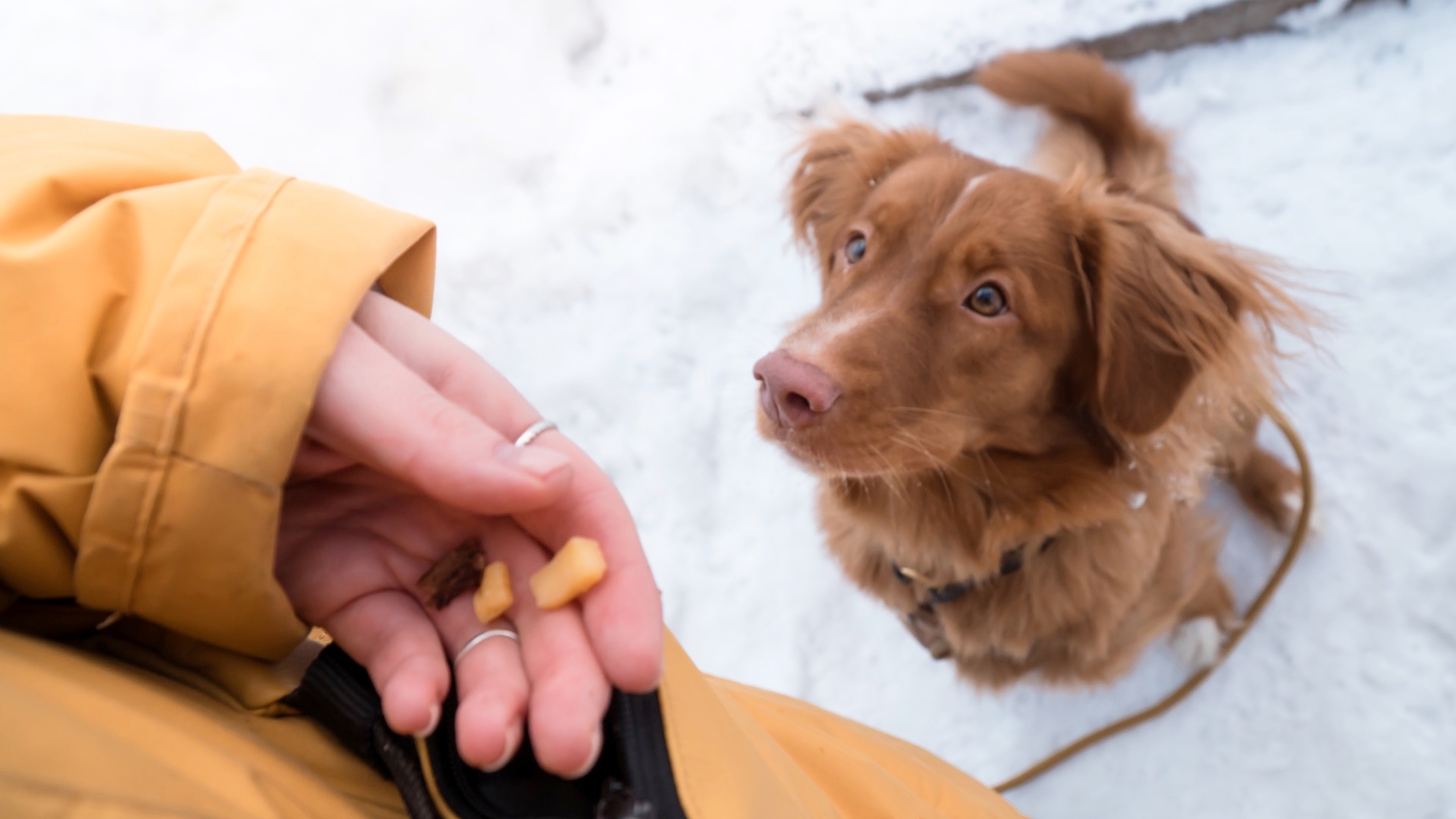 Tips For Dog Training