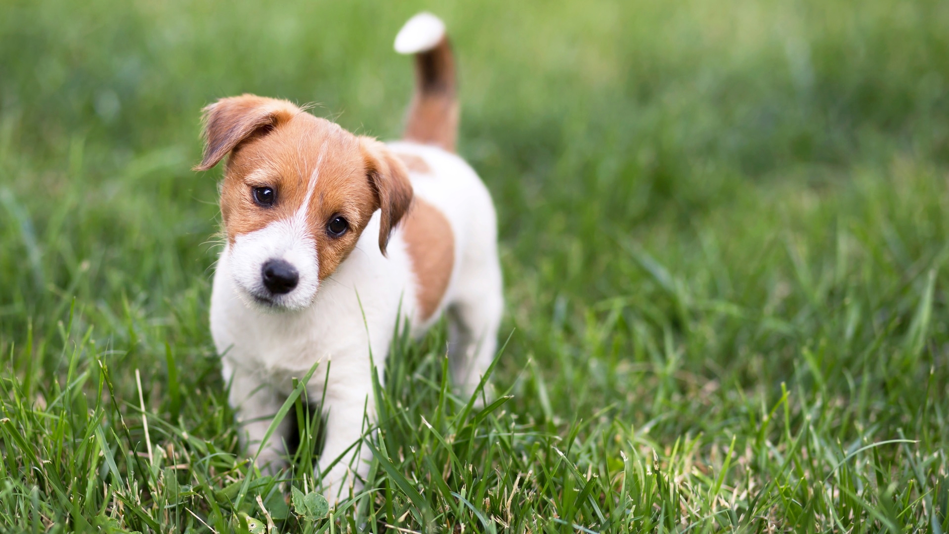 Potty Training Your Puppy