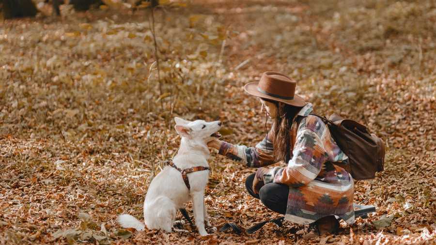 Positive Dog Training