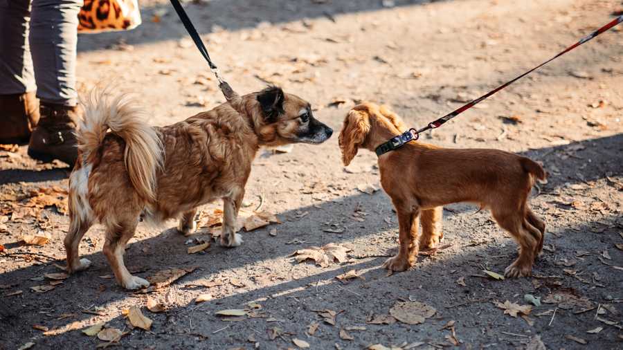 Introducing Dogs To Each Other