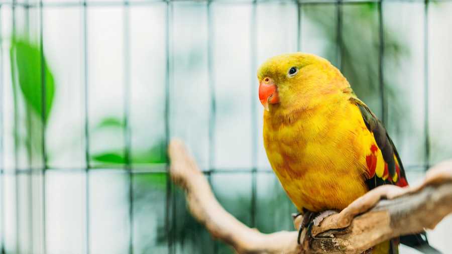 Birds Kept as Pets