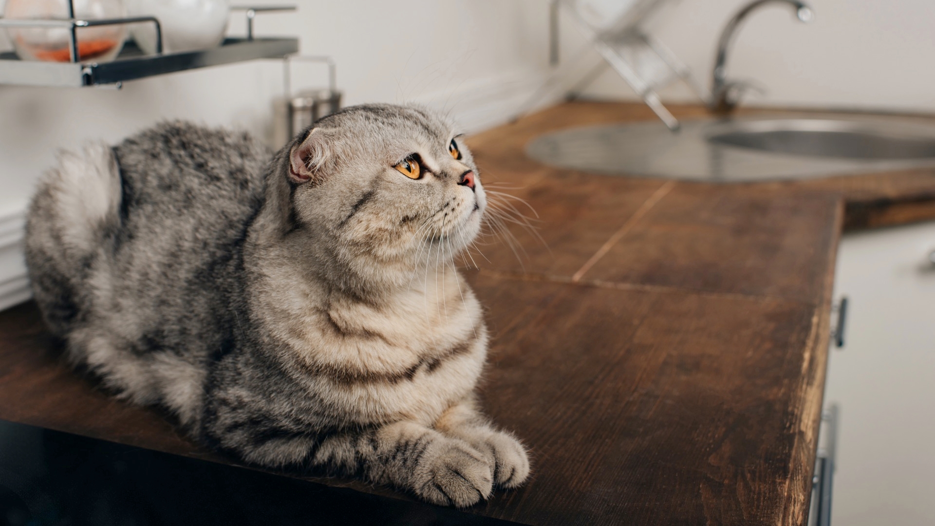 Does Your Cat Jump On The Counter?