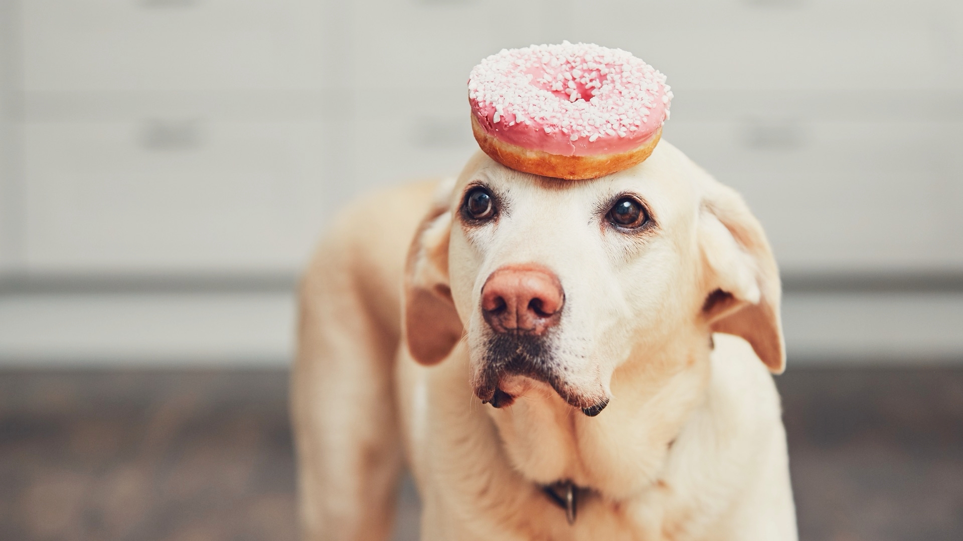 Good Dog, Bad Food, Foods for People That Are Bad for Your Dog