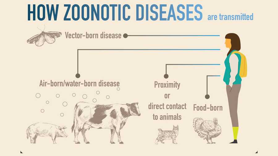 What Are Zoonotic Diseases?