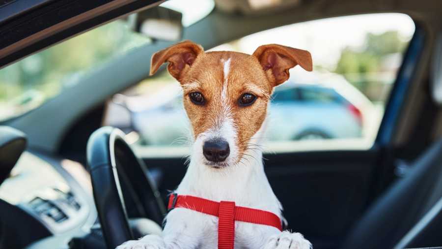 Traveling By Car With Your Pet