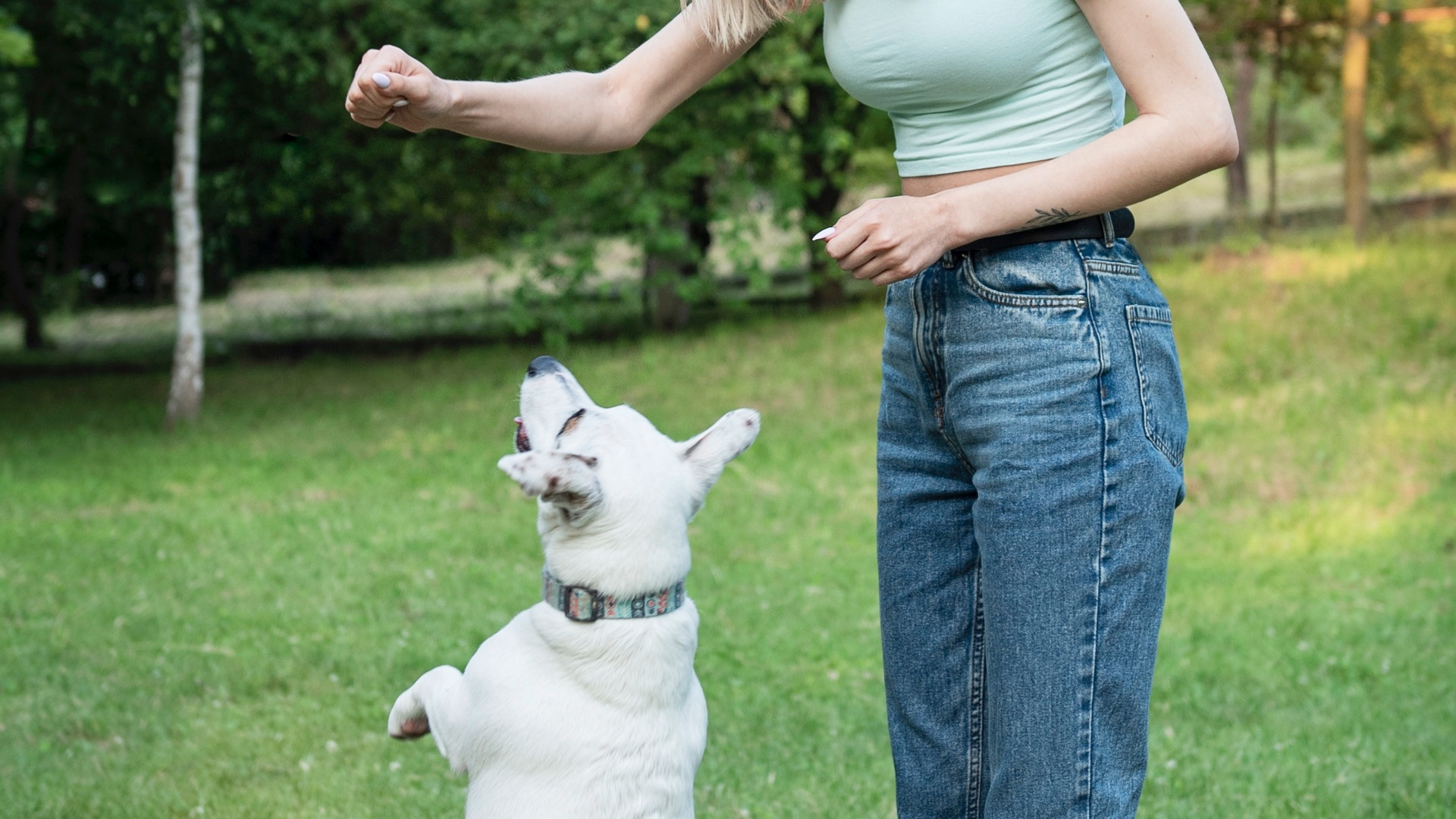 Obedience Coaching For Your Canine