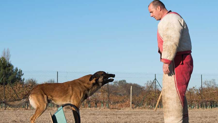 CIA's Top Ten (10) Dog Training Tips