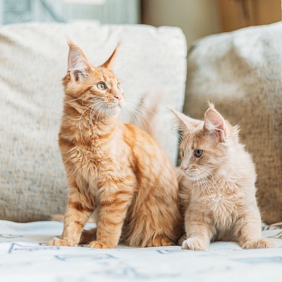 Introducing A New Cat To Resident Cats Animal Interactions