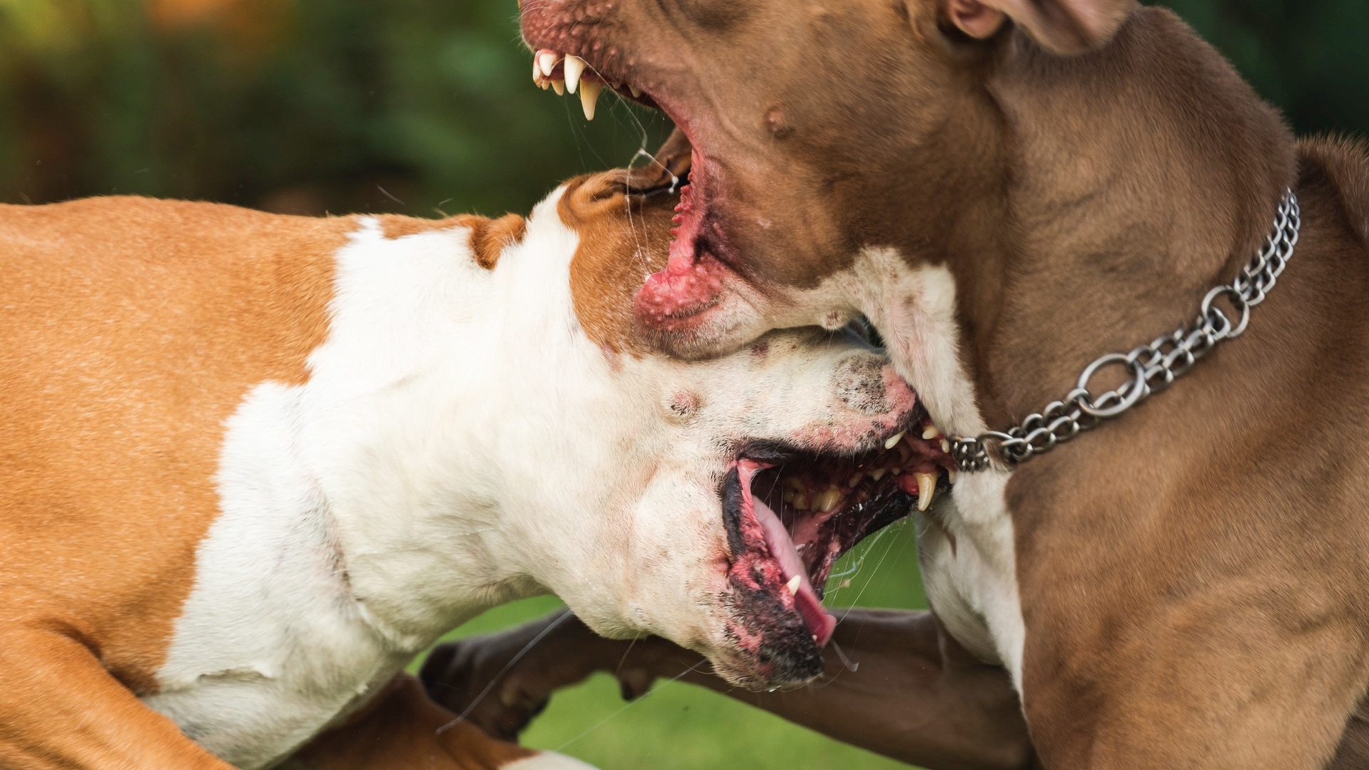 Aggression And Dominance In Dog Training