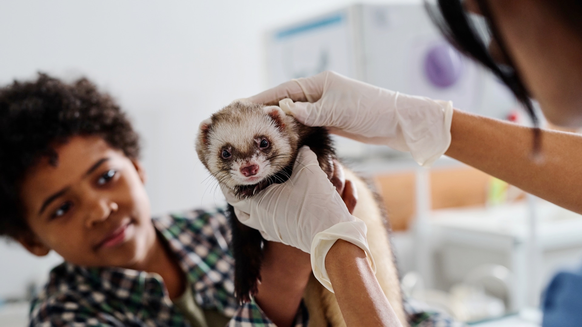 A Care Guide For Your Ferret, (Mustela Putorius Furo)