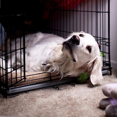 Crate Training Your Dog