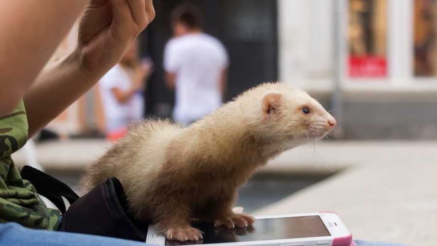 Common Ferret Diseases