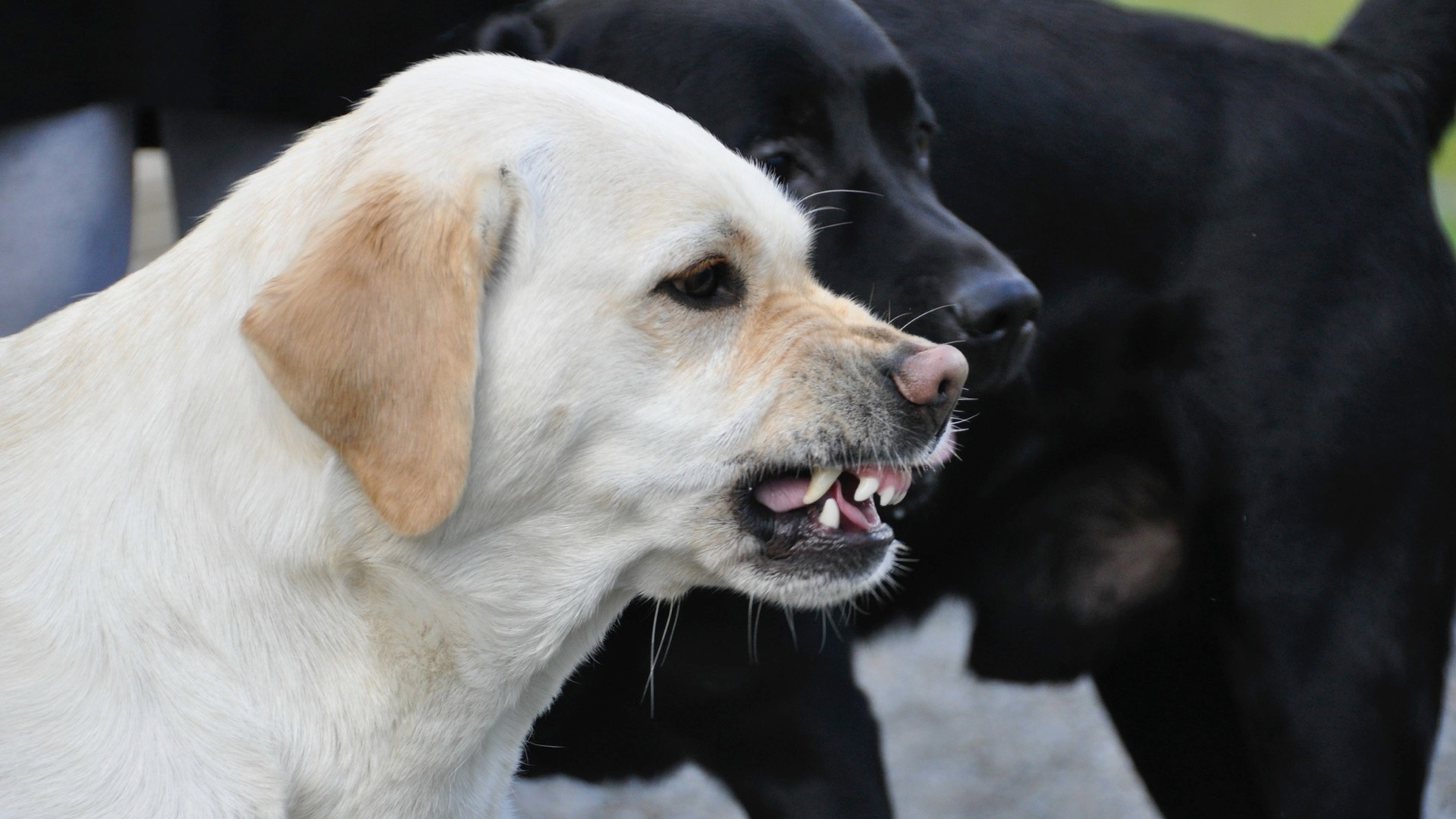 A Parents Guild To Dog Body Language