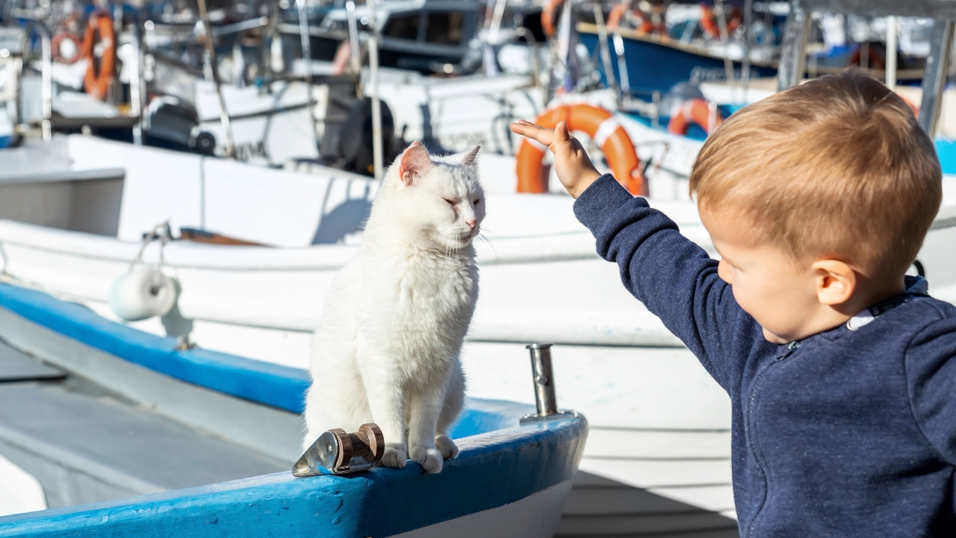 Traveling By Boat With Your Pet