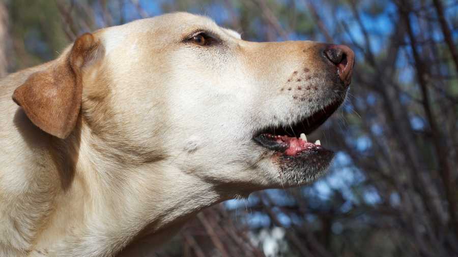 Coping With Demand Barking