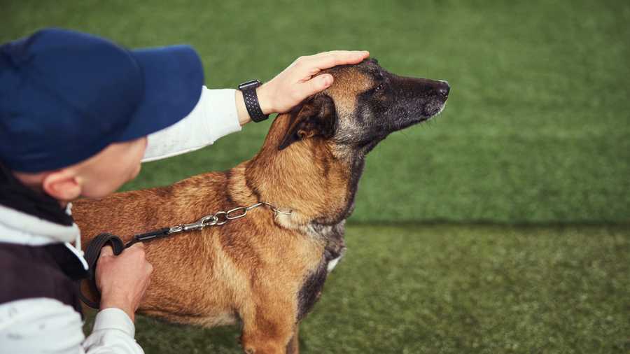 How Dog Training Helps Your Dog to Behave in a Manner You Require