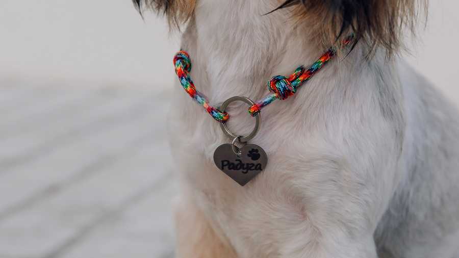 Dog Collars