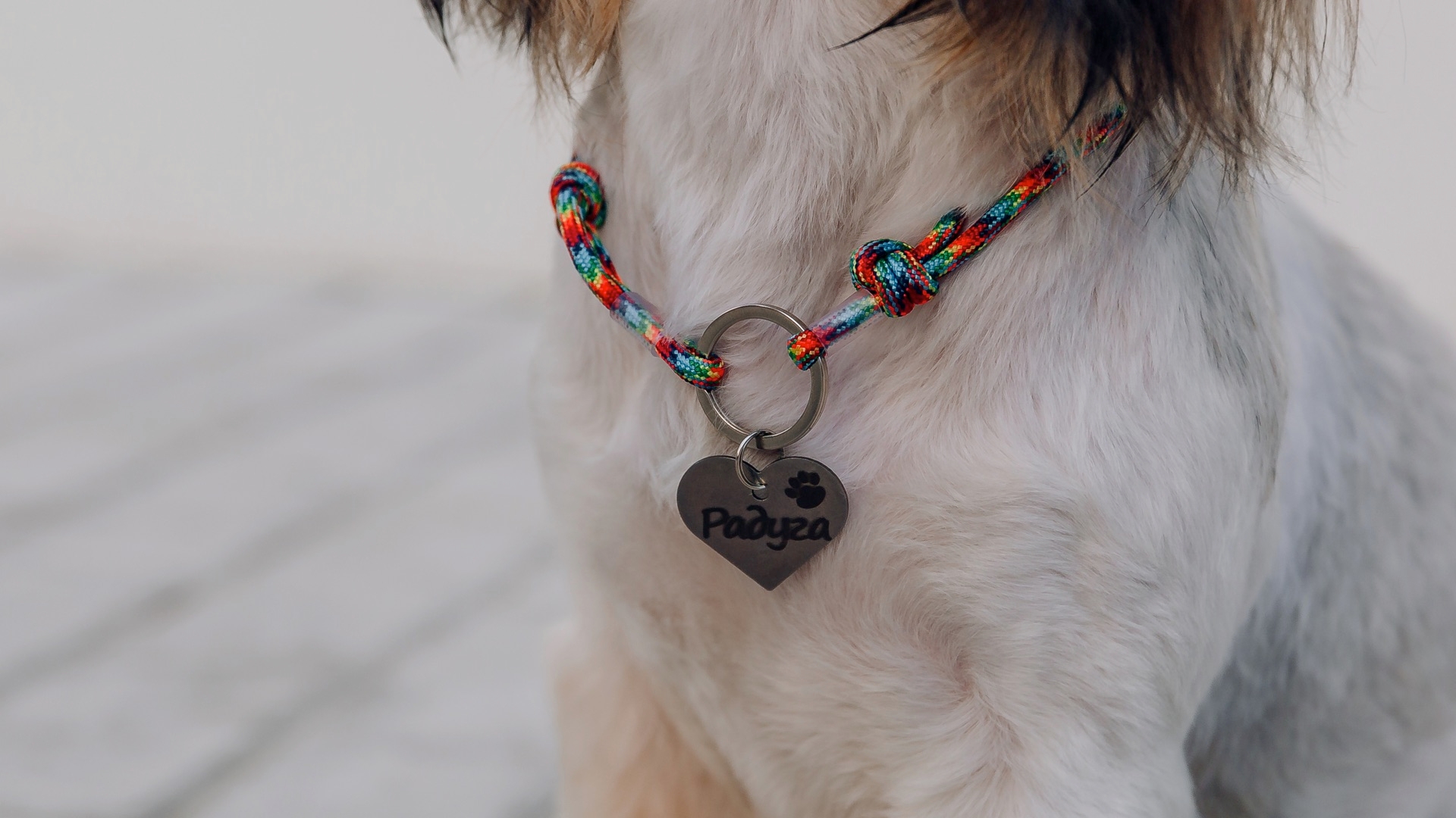 Dog Collars, Which Type Of Dog Collar Is Best For Your Dog?