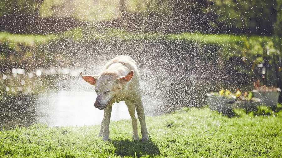 Warm Weather Pet Safety