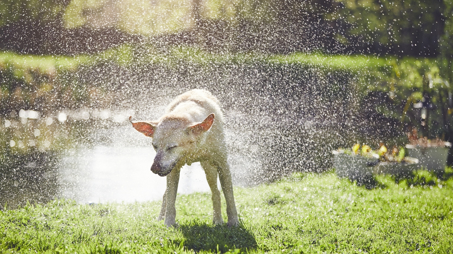 Warm Weather Pet Safety