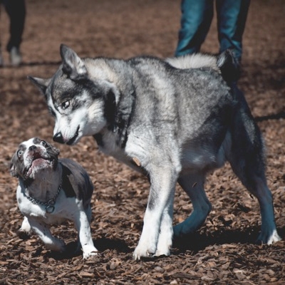 Disease Risks For People At Dog Social Events